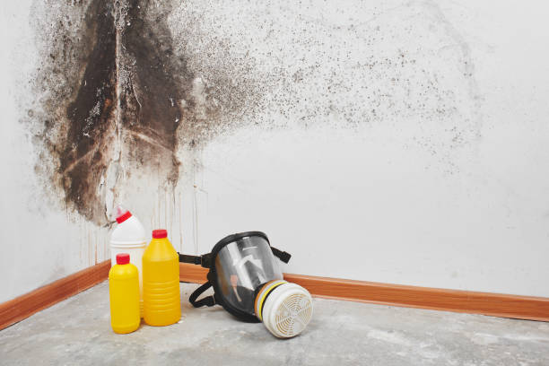 Best Fast Mold Removal  in Sanborn, IA
