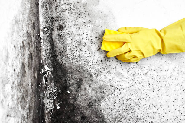 Best Emergency Mold Removal  in Sanborn, IA