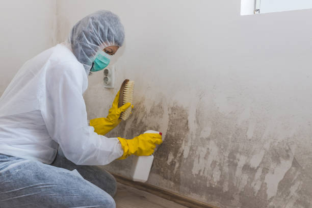 Best Mold Remediation  in Sanborn, IA