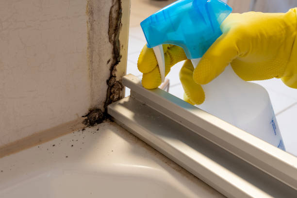 Best Professional Mold Removal  in Sanborn, IA