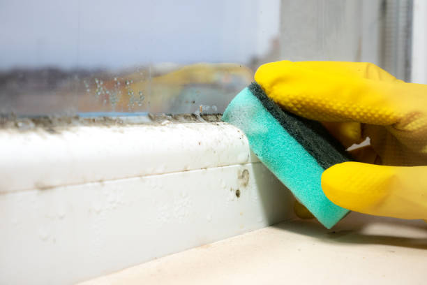 Best Office Mold Removal Services  in Sanborn, IA