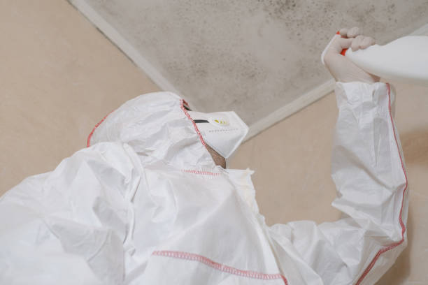 Best Mold Damage Repair  in Sanborn, IA