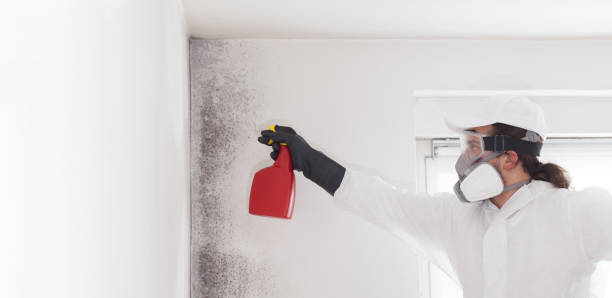 Best Black Mold Removal  in Sanborn, IA