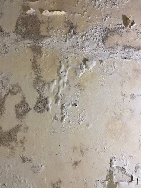 Best Water Damage Restoration  in Sanborn, IA