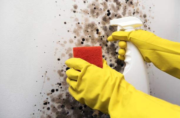 Best Mold Removal Company Near Me  in Sanborn, IA