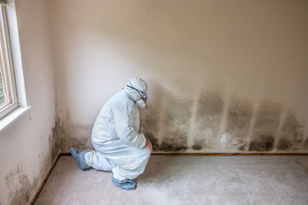 Mold Removal Process in Sanborn, IA