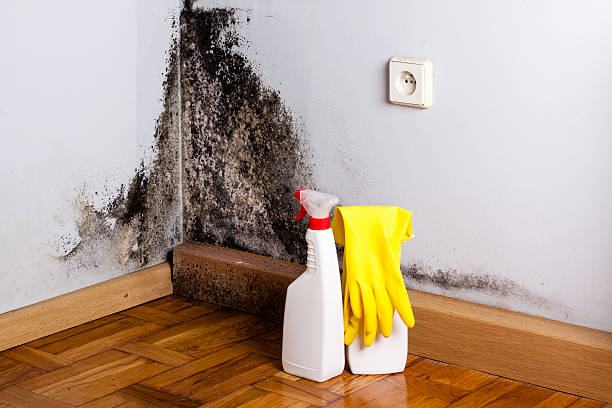 Best Affordable Mold Removal  in Sanborn, IA